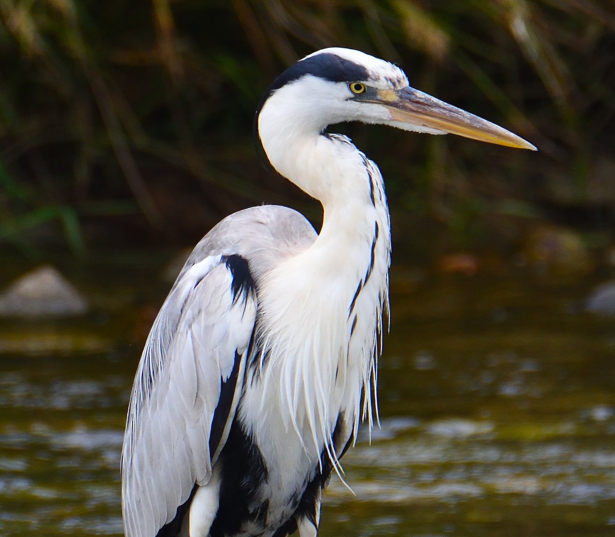 Gray Heron (Gray) - Lynn & Dale Mason