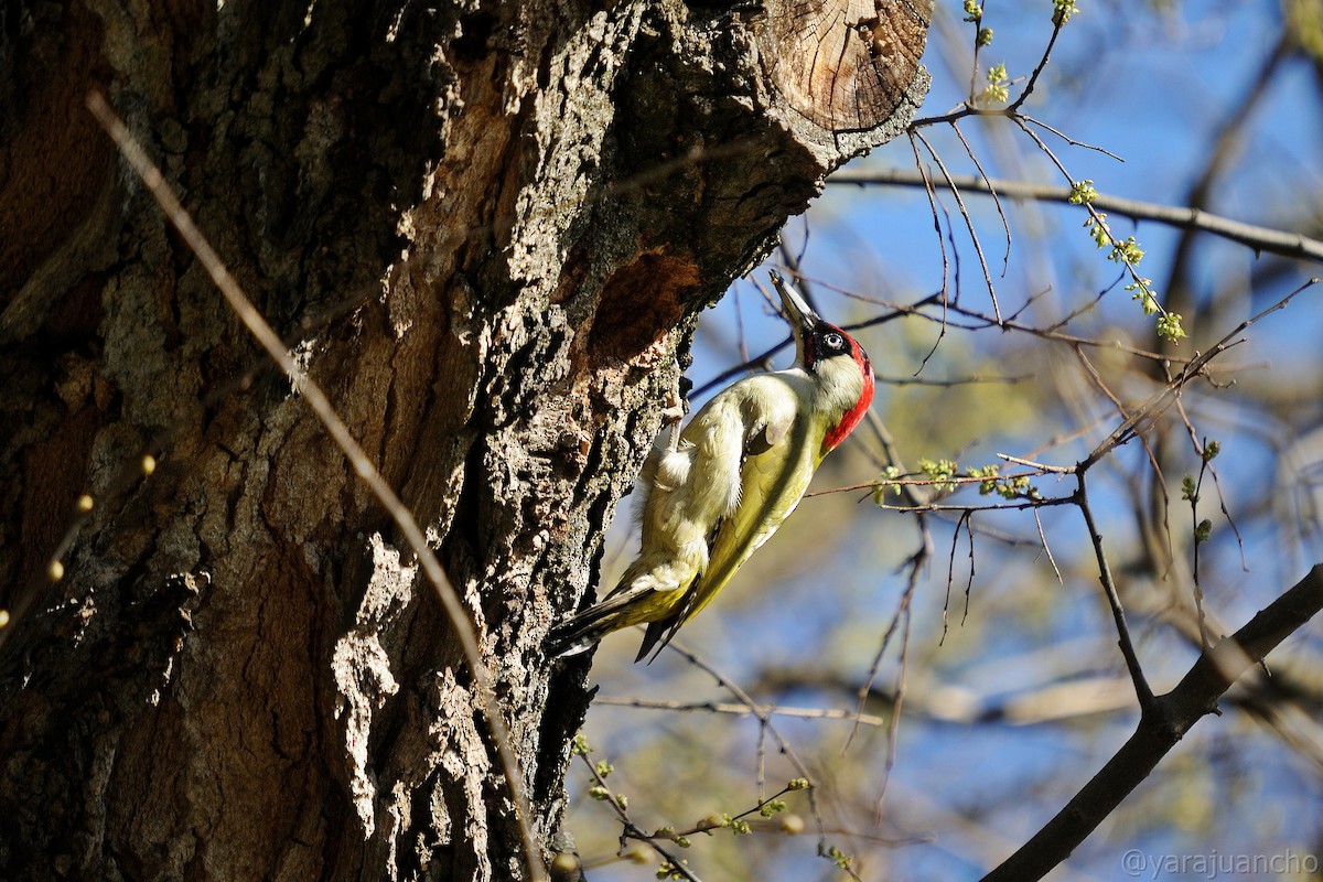 Eurasian Green Woodpecker - Juan Escudero