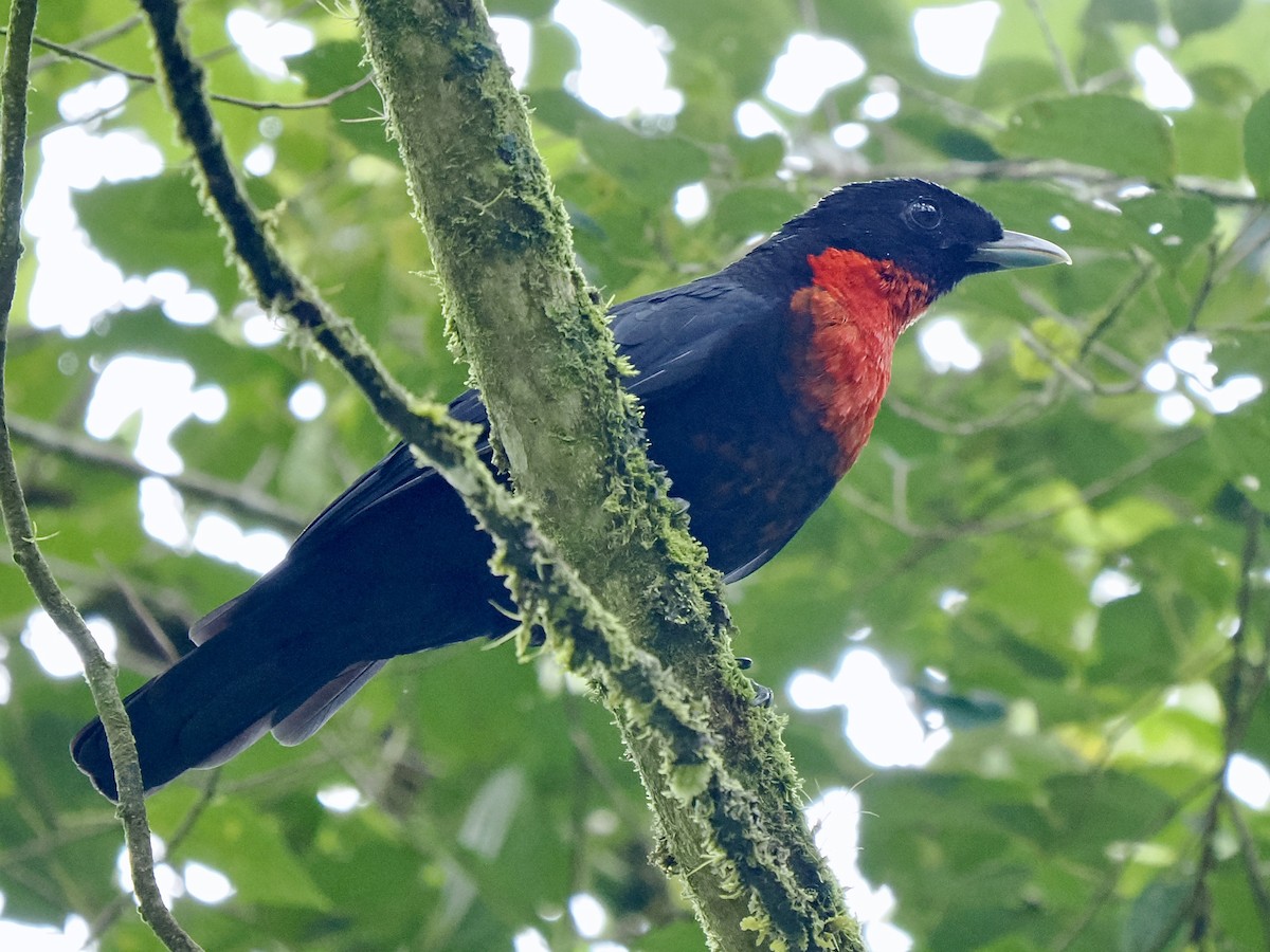 Red-ruffed Fruitcrow - ML616843265