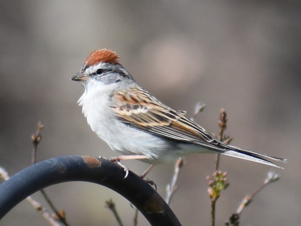 Chipping Sparrow - ML616843278