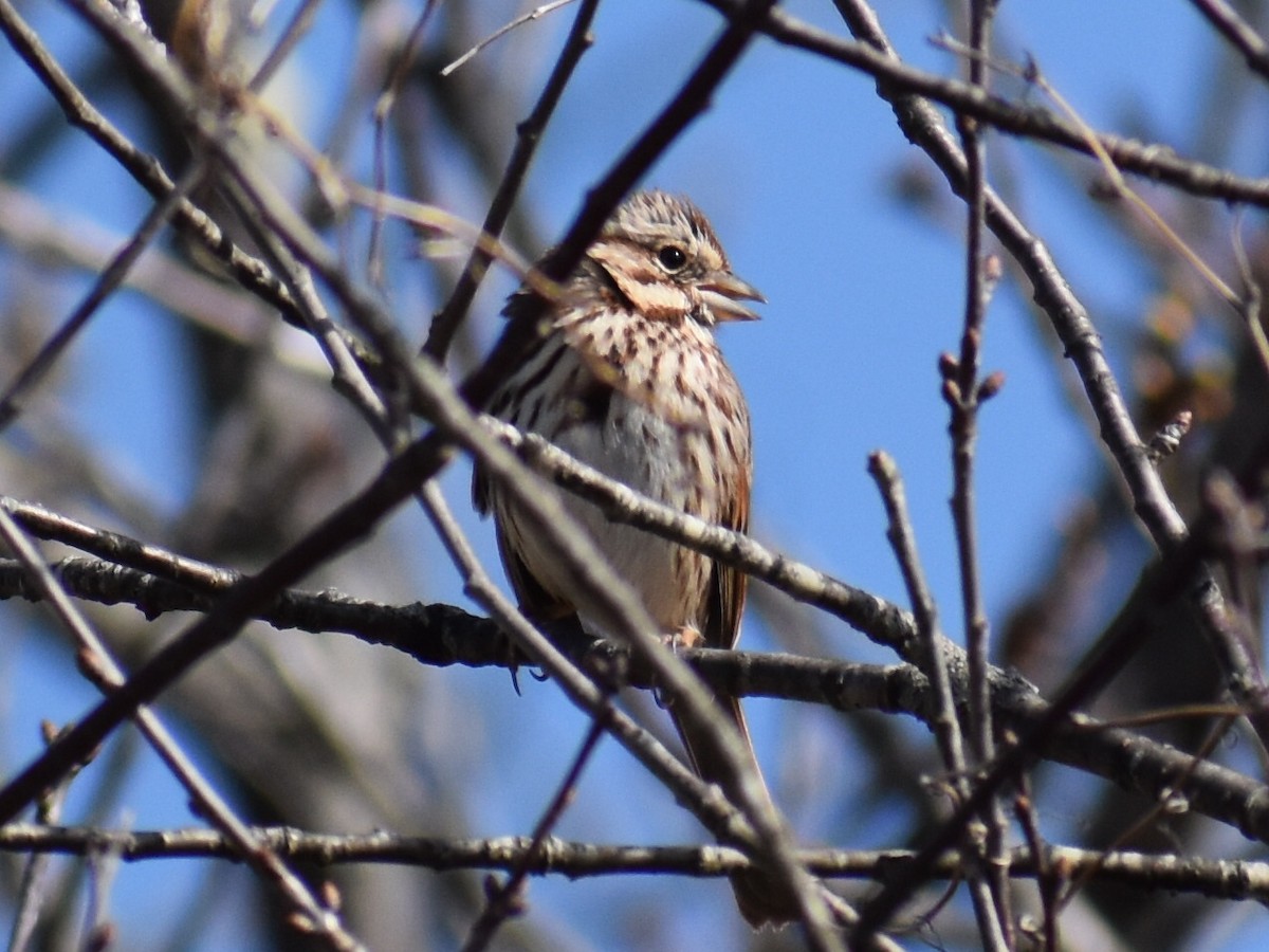 Song Sparrow - ML616843292