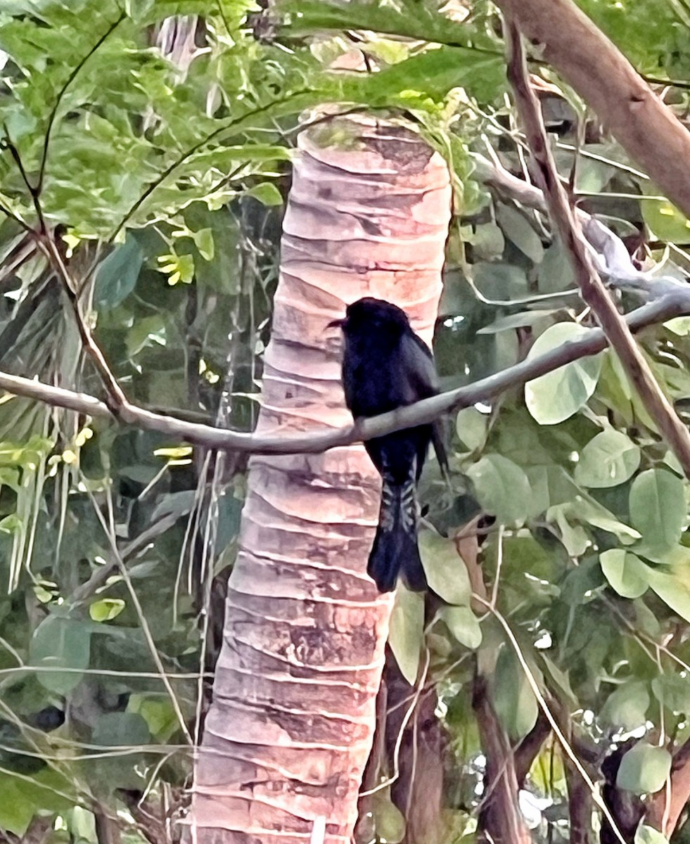 Square-tailed Drongo-Cuckoo - ML616843298