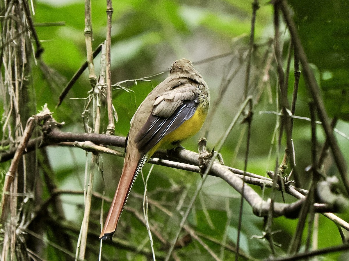 Atlantic Black-throated Trogon - ML616843336