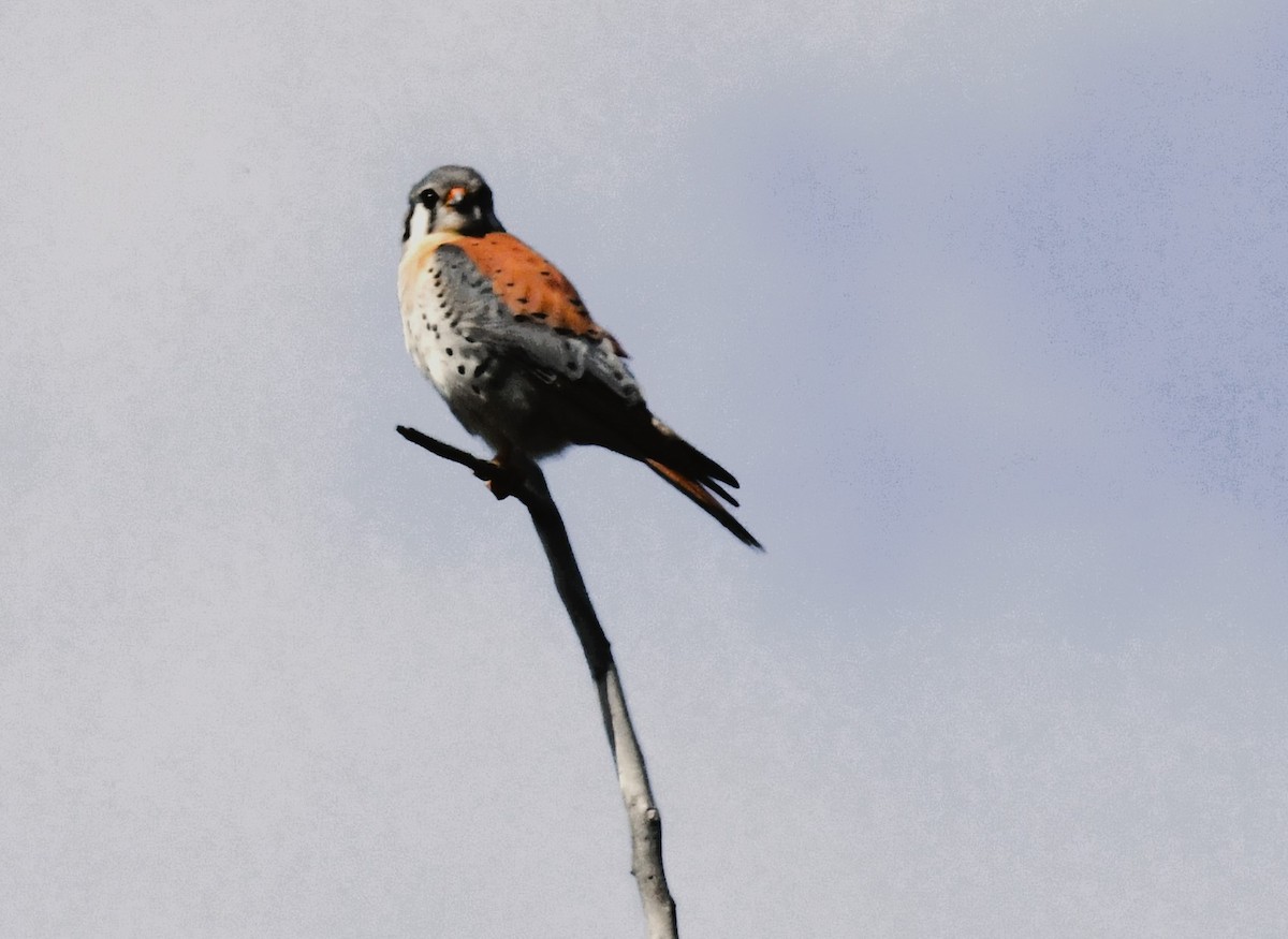 American Kestrel - ML616843350