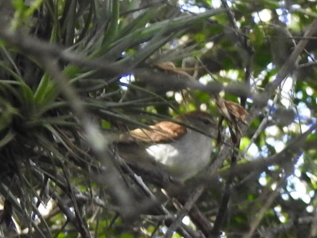 Fuscous Flycatcher - Maria Rosa Hernandez  Lopez