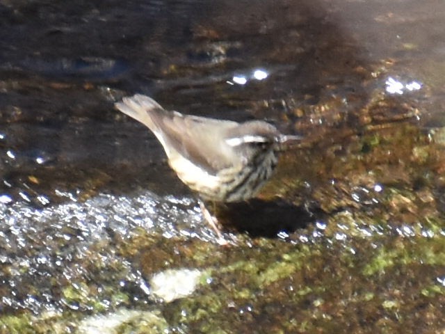Louisiana Waterthrush - ML616843381