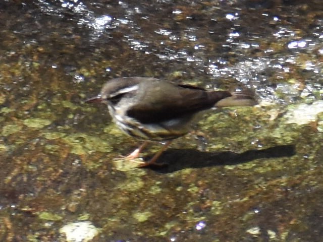 Louisiana Waterthrush - ML616843382