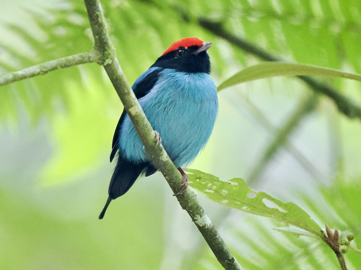 Swallow-tailed Manakin - ML616843391