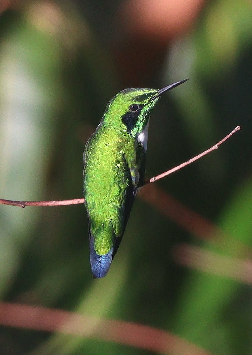 Grünstirn-Schmuckkolibri - ML616843394