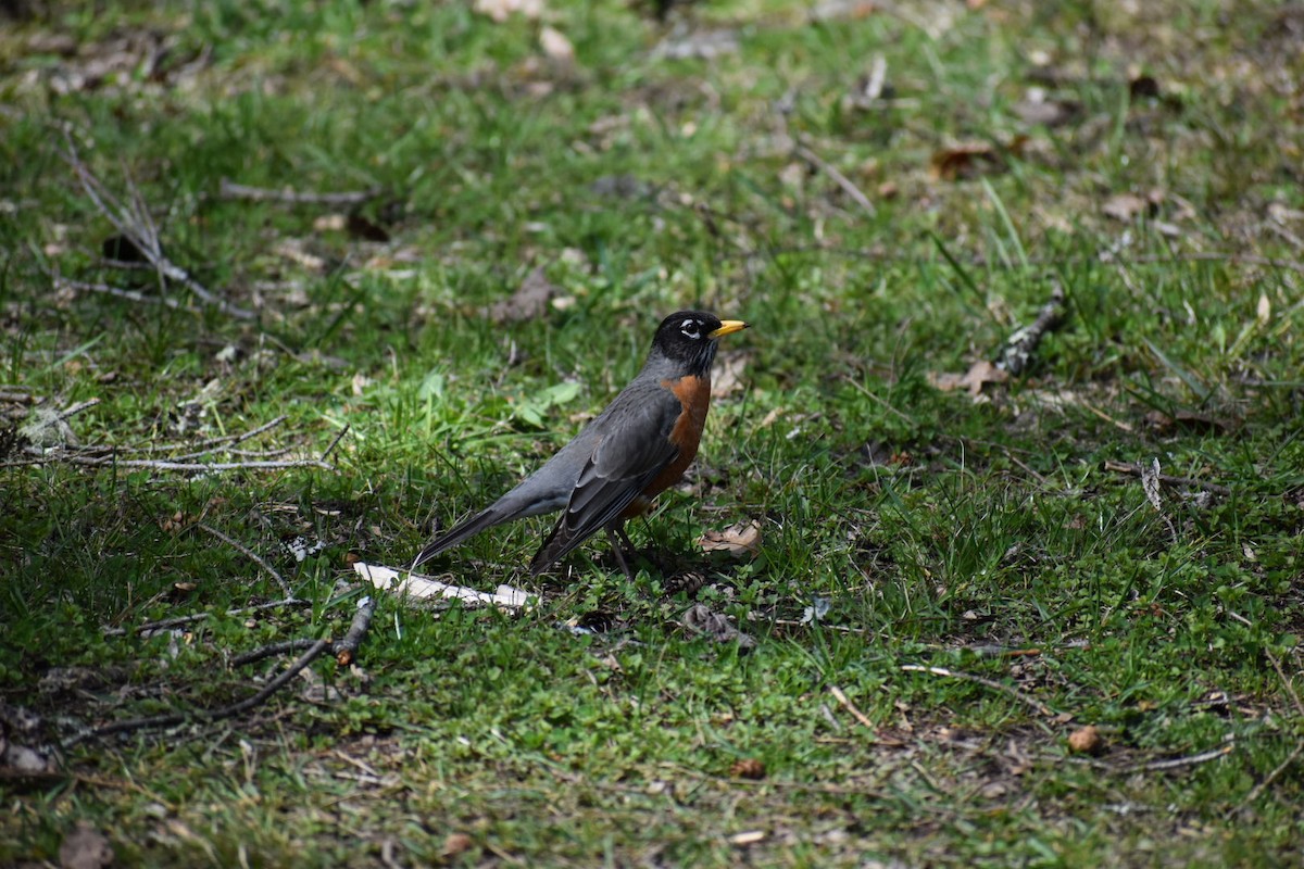 American Robin - ML616843404