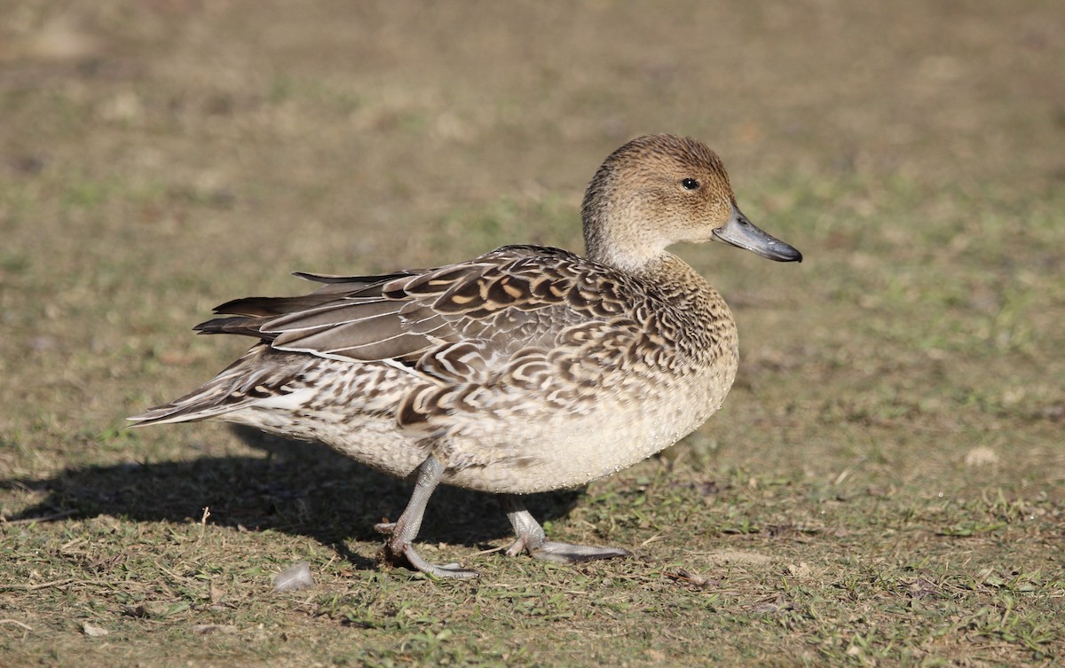 Northern Pintail - ML616843421