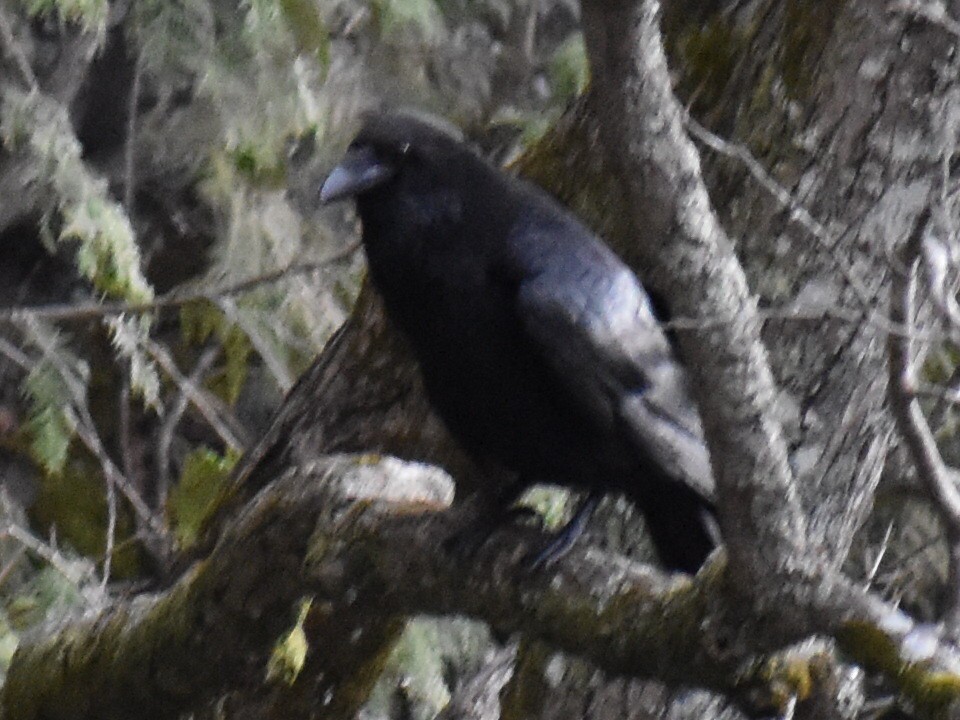 Common Raven - ML616843449