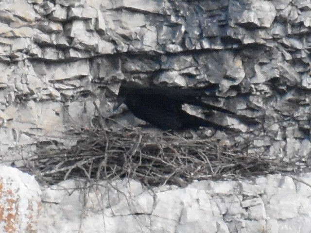 Common Raven - ML616843450