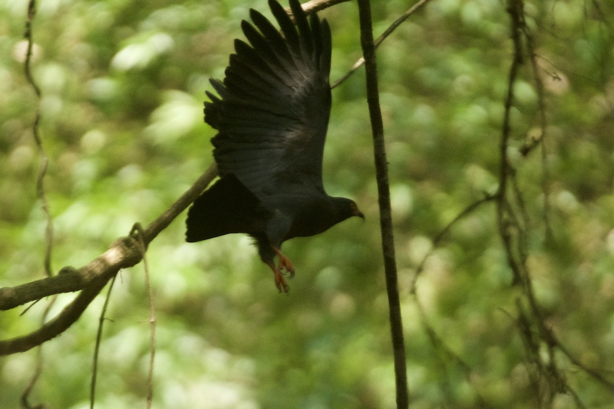 Slender-billed Kite - ML616843458