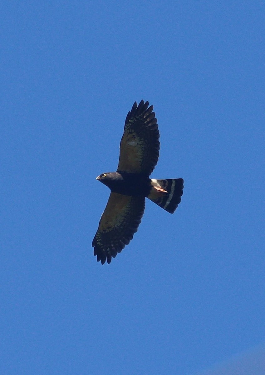 White-rumped Hawk - ML616843486