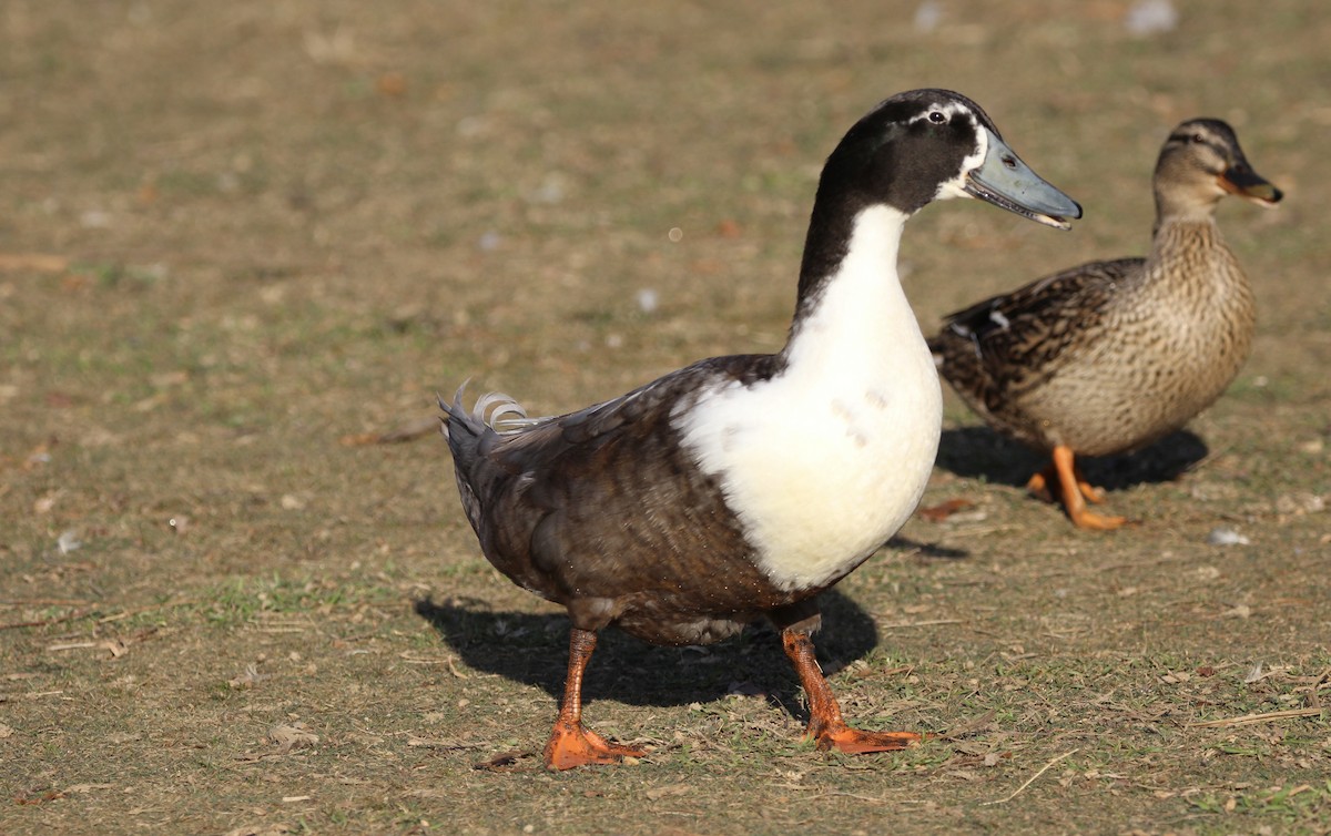 Mallard (Domestic type) - ML616843512