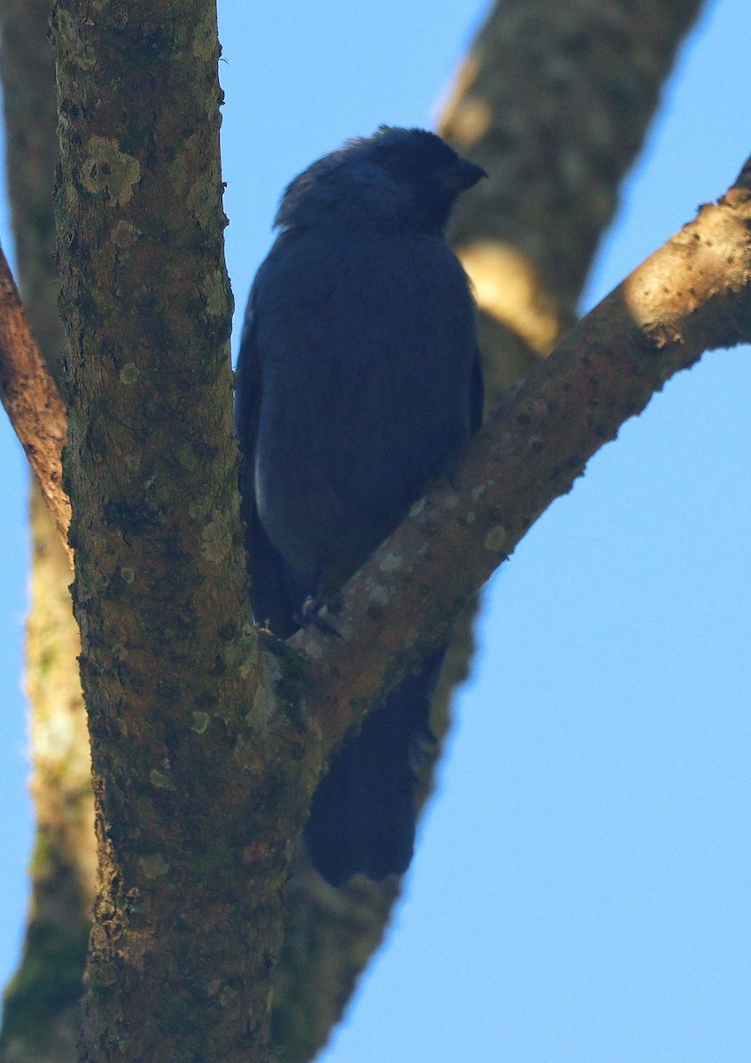 Diademed Tanager - ML616843526