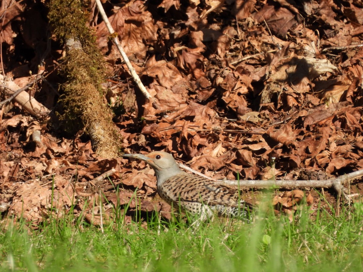 Northern Flicker - ML616843535