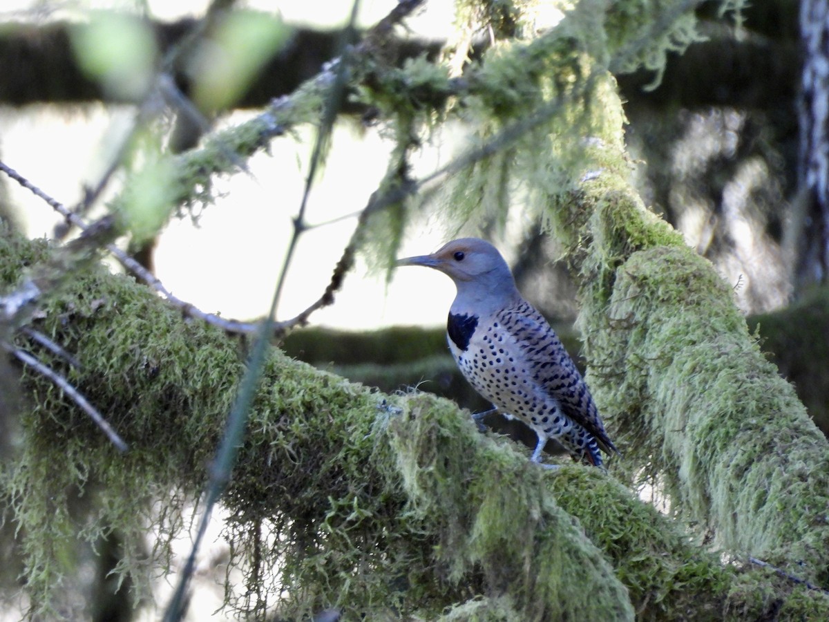 Northern Flicker - ML616843536