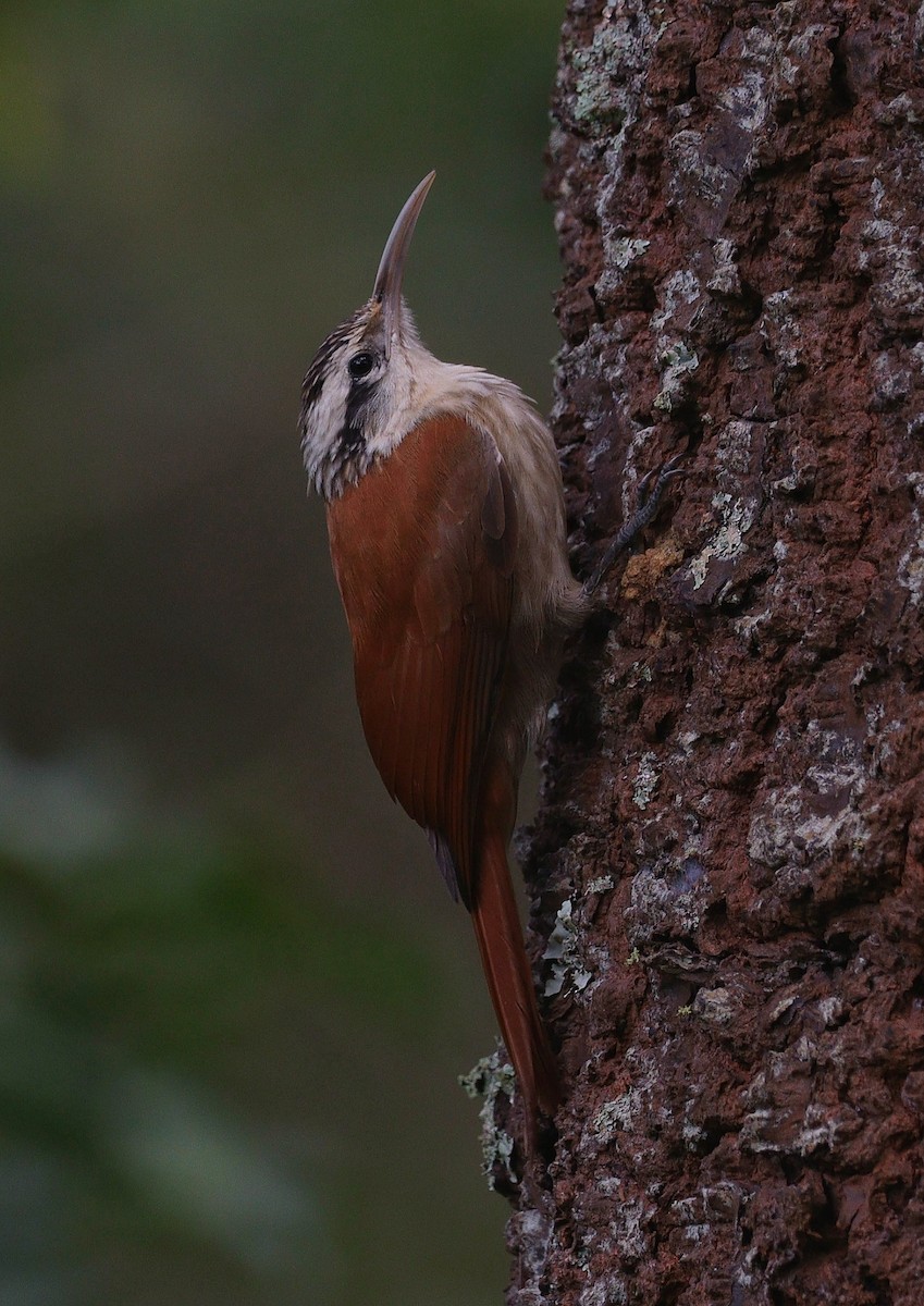 Narrow-billed Woodcreeper - ML616843570