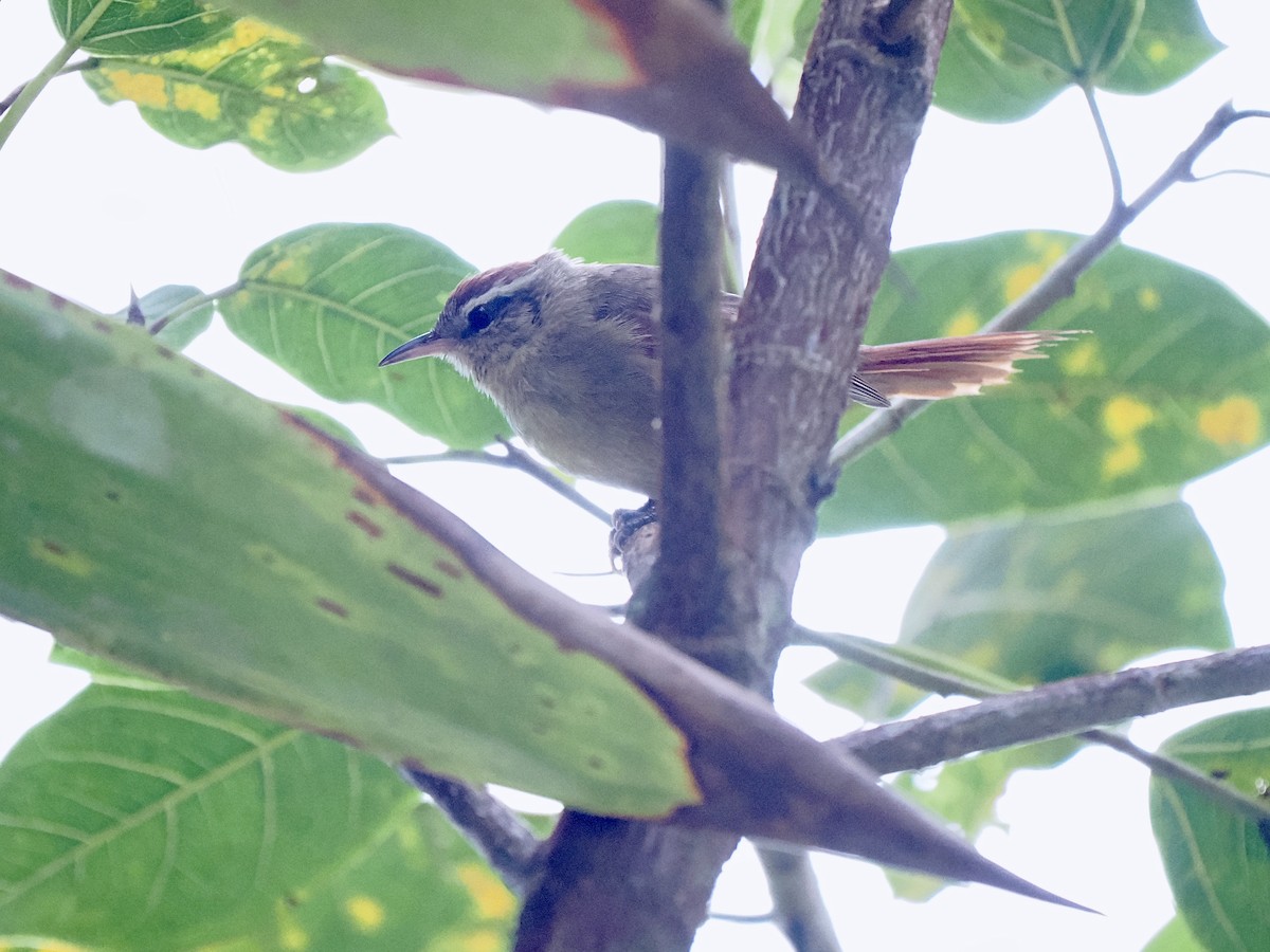 Pallid Spinetail - ML616843647