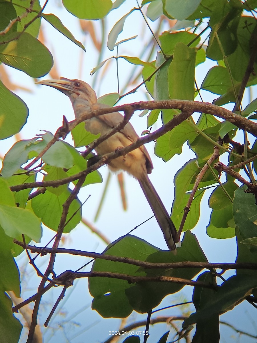 hornbill sp. - ML616843648