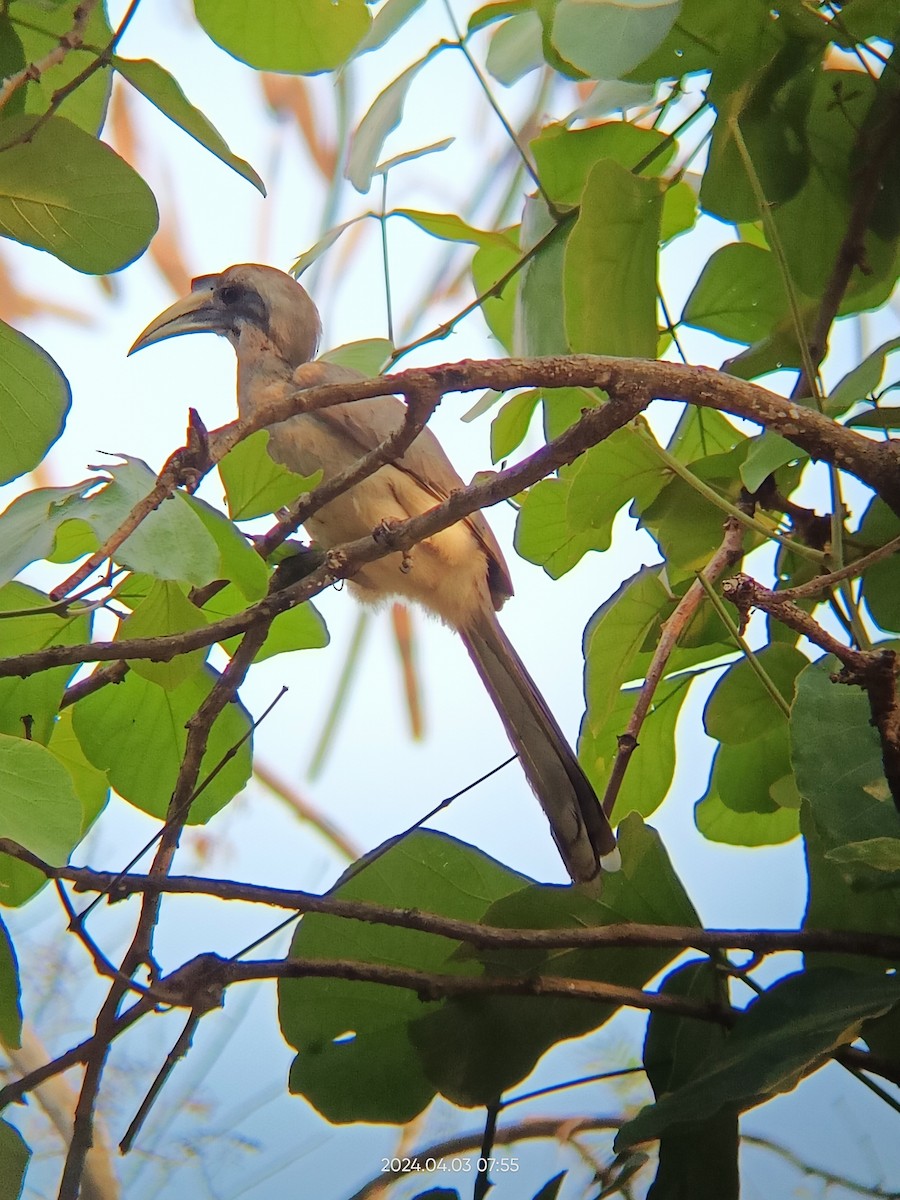 hornbill sp. - ML616843649