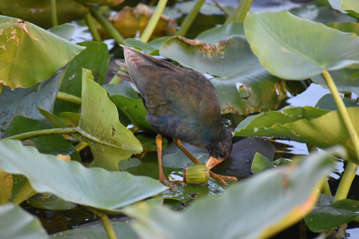 Purple Gallinule - ML616843655