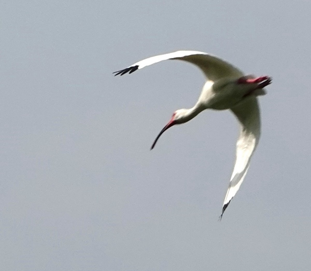 ibis bílý - ML616843685