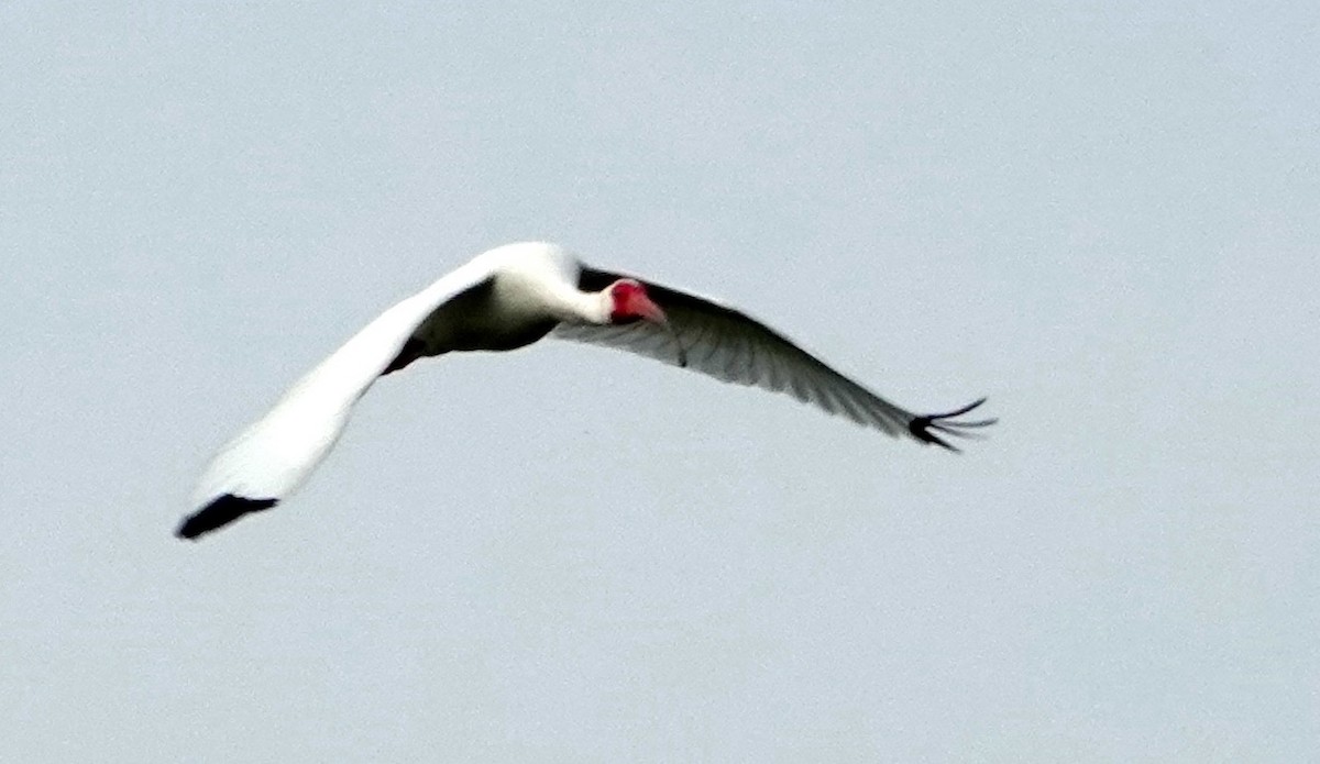 ibis bílý - ML616843686