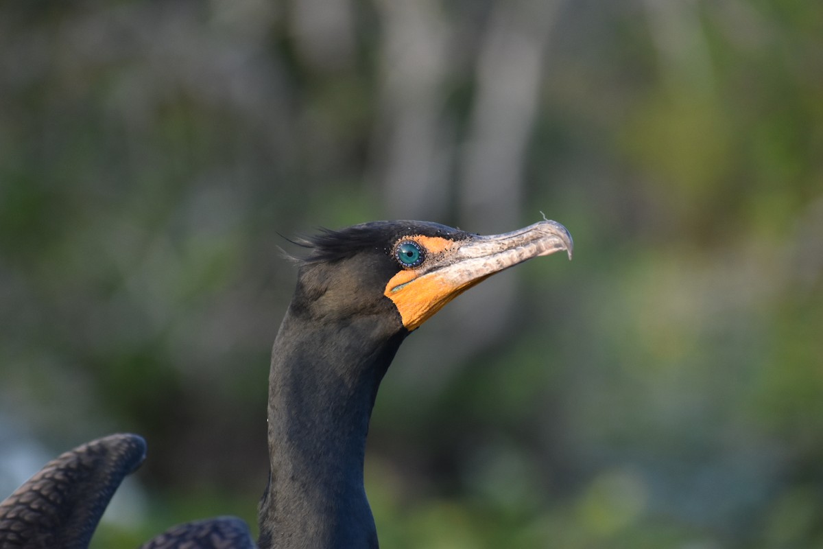Double-crested Cormorant - ML616843691