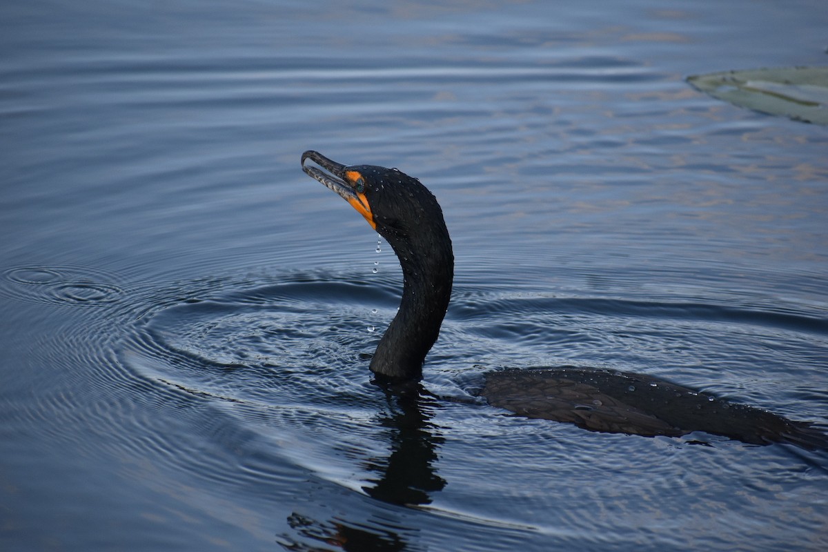 Double-crested Cormorant - ML616843692