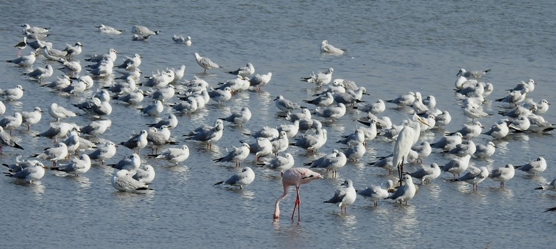 goéland ou mouette sp. - ML616843713