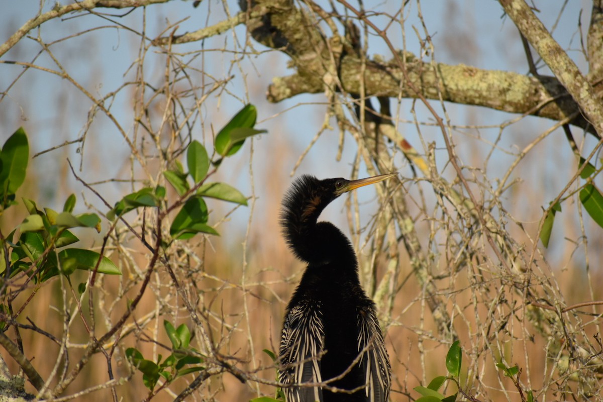 Anhinga - ML616843716