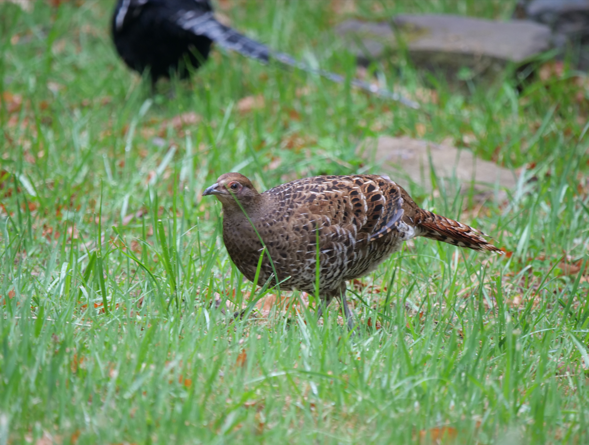 Mikado Pheasant - ML616843722