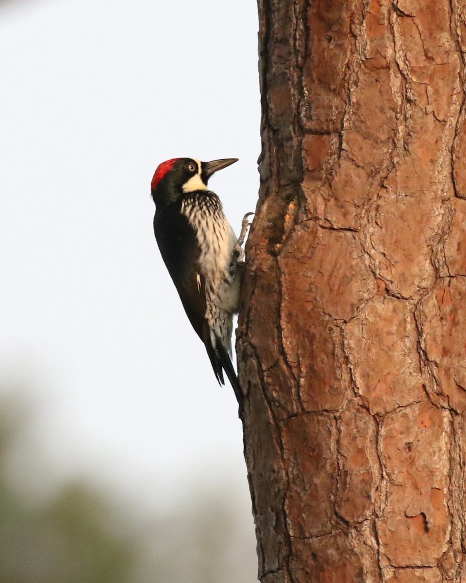 Acorn Woodpecker - ML616843729