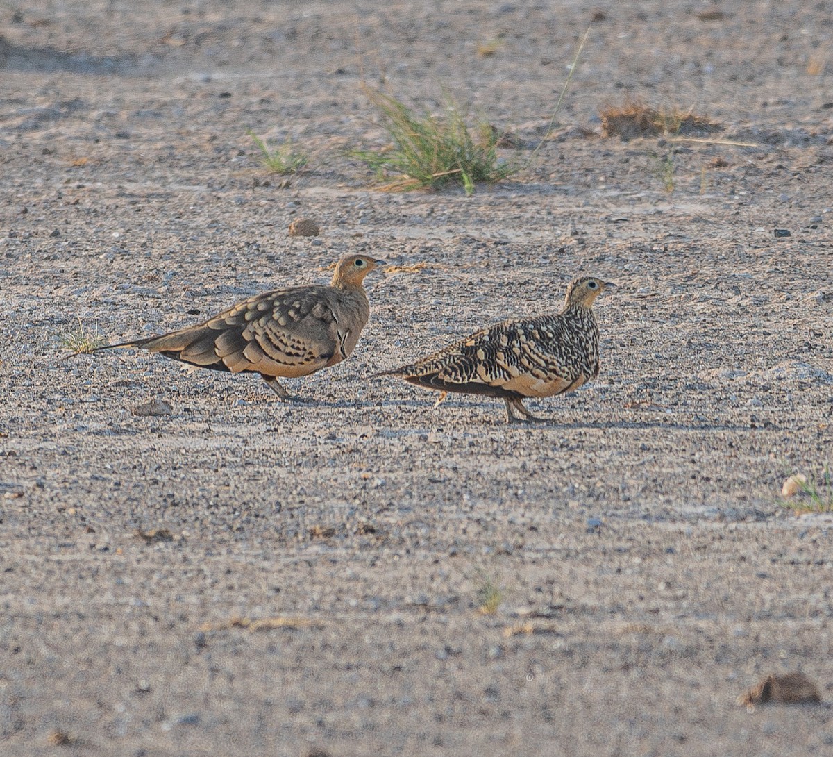 Chestnut-bellied Sandgrouse - ML616843864