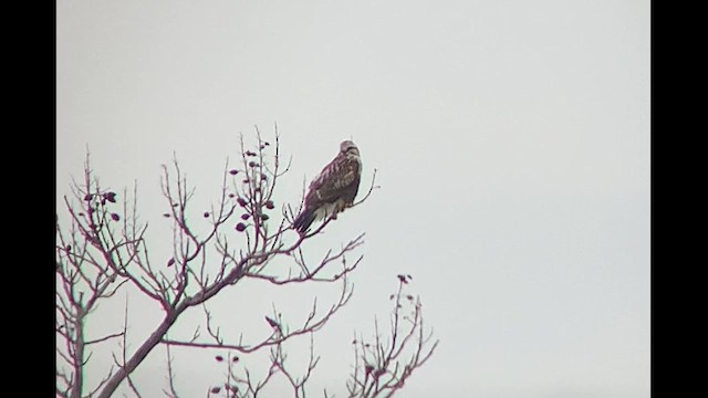 Rough-legged Hawk - ML616843868