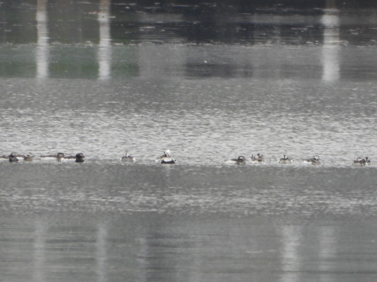 Long-tailed Duck - ML616843885