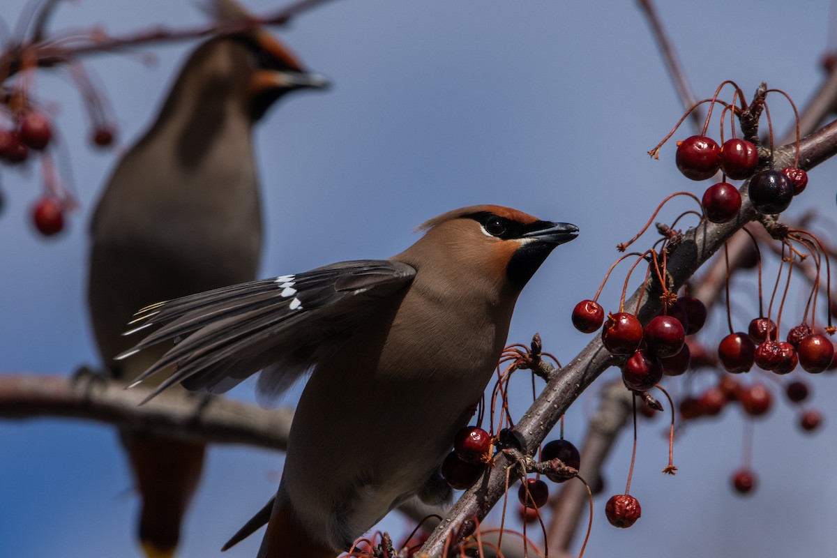 Ampelis Europeo - ML616843900