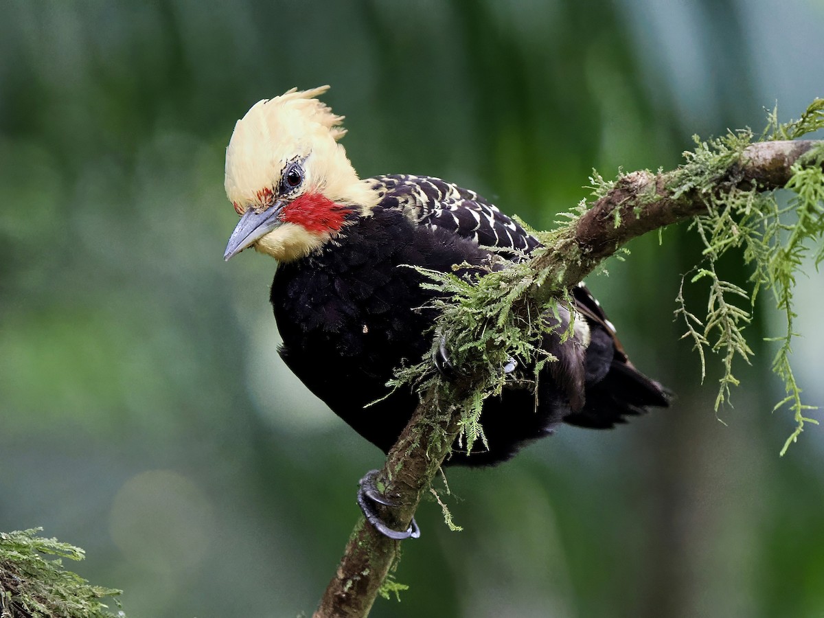 Blond-crested Woodpecker - ML616843905
