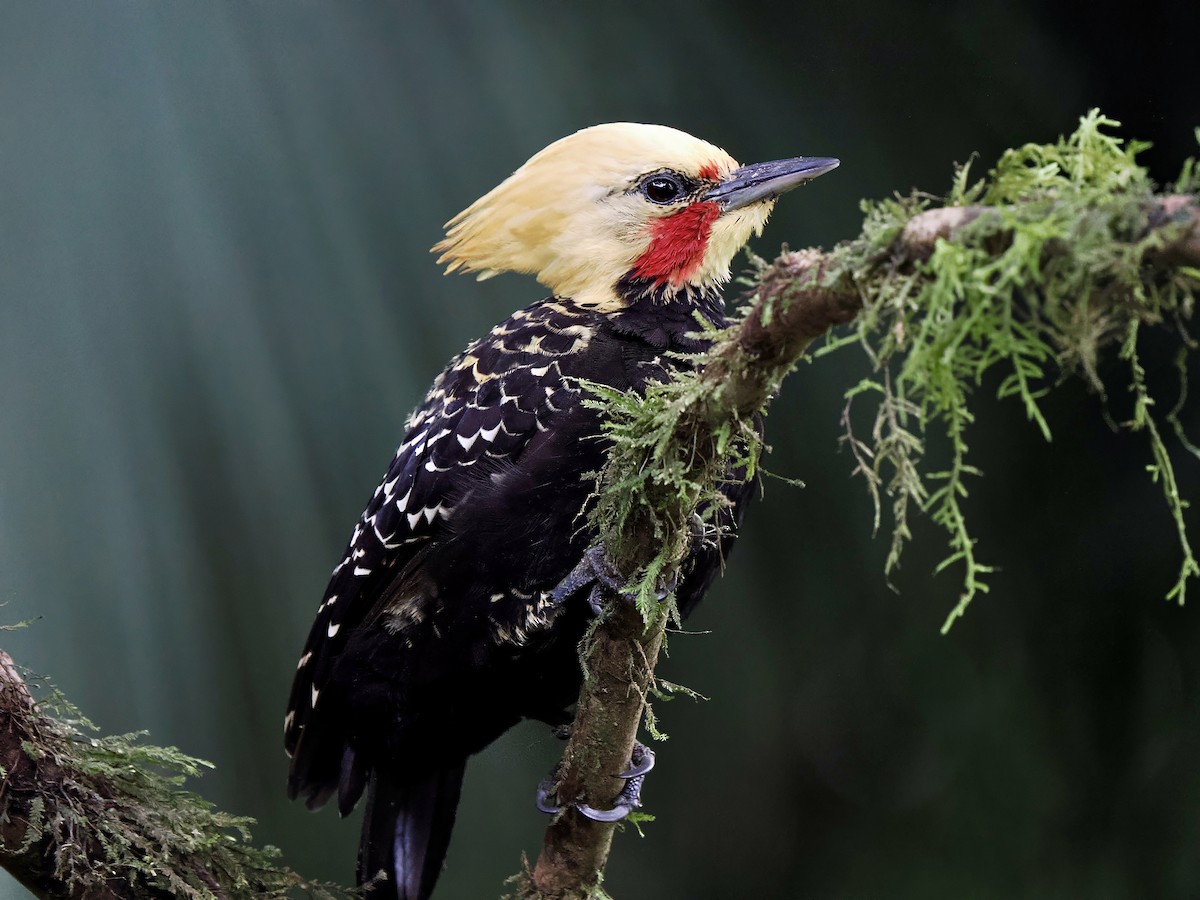 Blond-crested Woodpecker - ML616843906