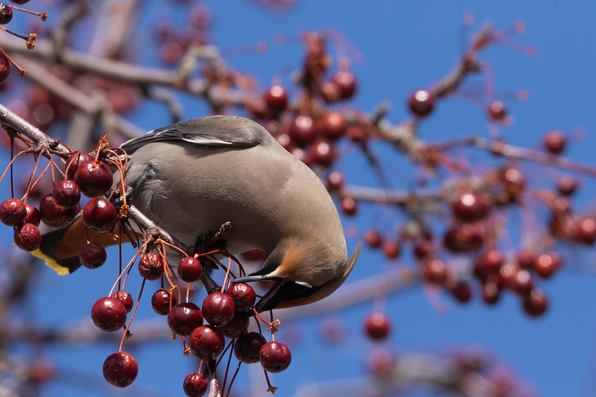 Bohemian Waxwing - ML616843923