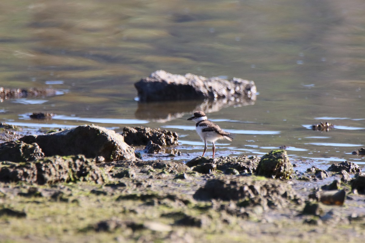 Killdeer - ML616843926