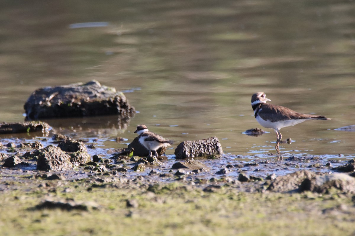 Killdeer - Vicky Atkinson