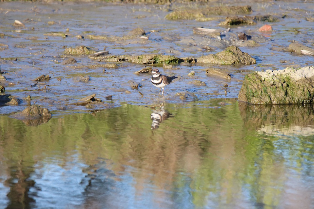 Killdeer - ML616843935