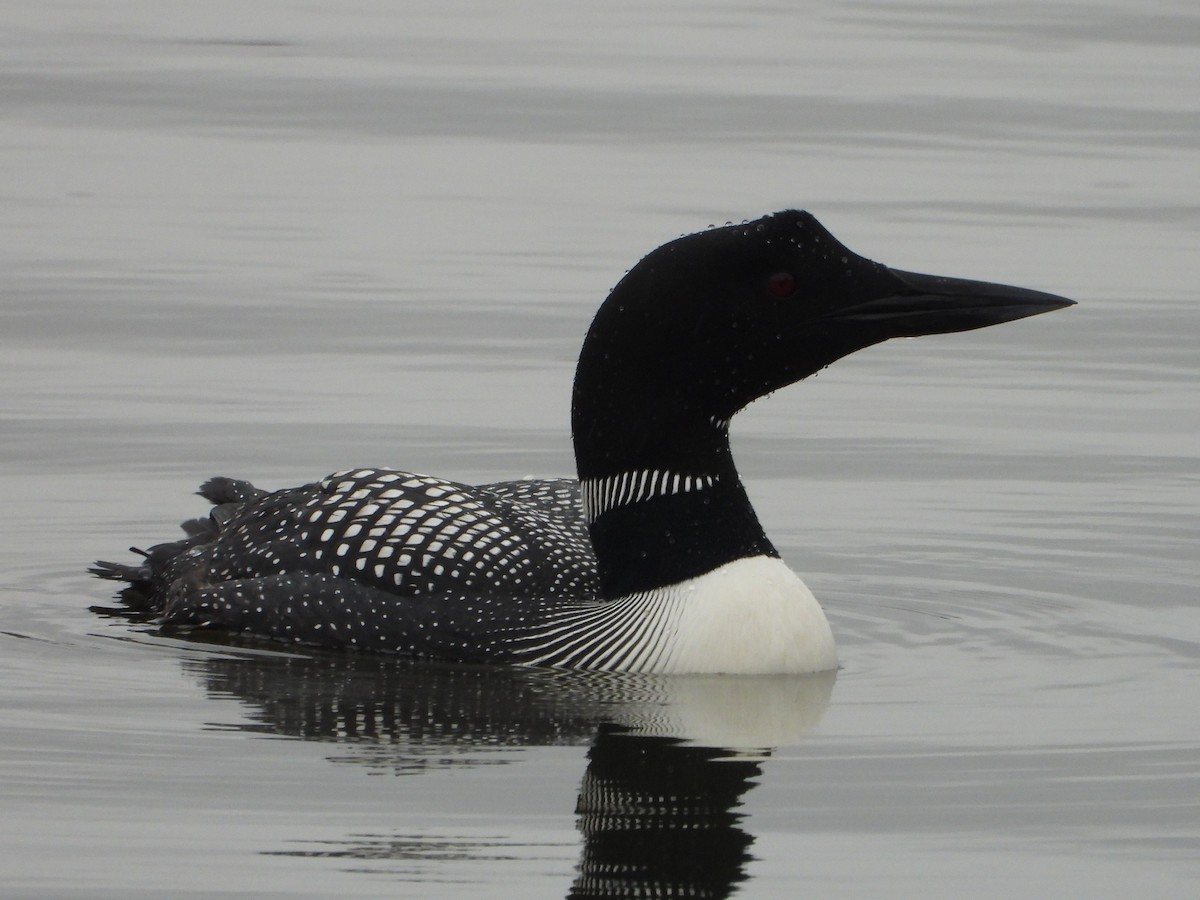 Common Loon - Benjamin  Miller