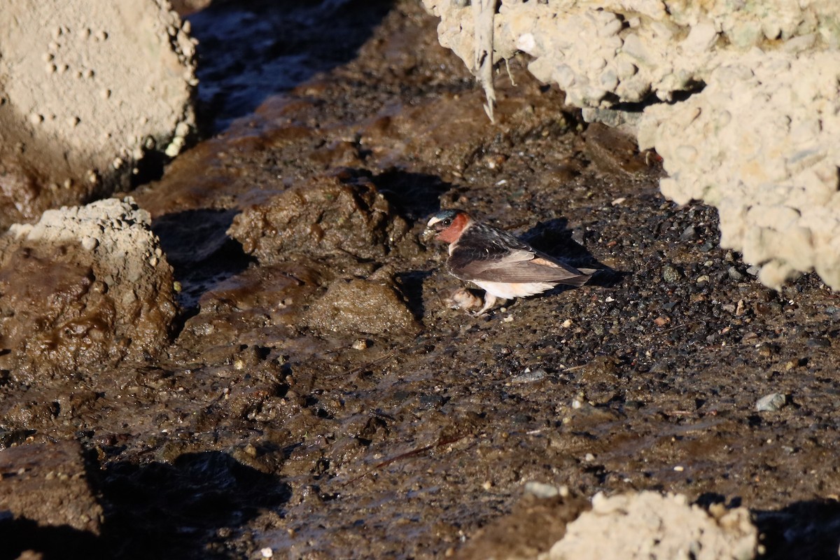 Cliff Swallow - ML616843946