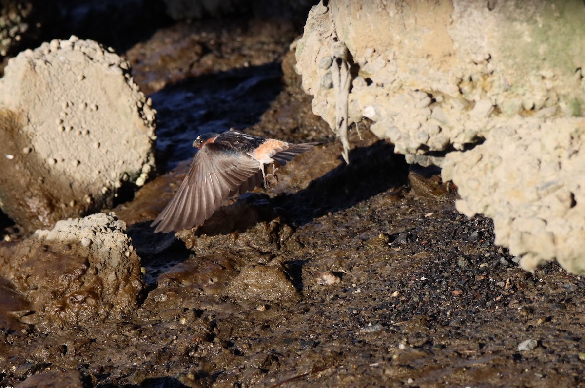 Cliff Swallow - ML616843947