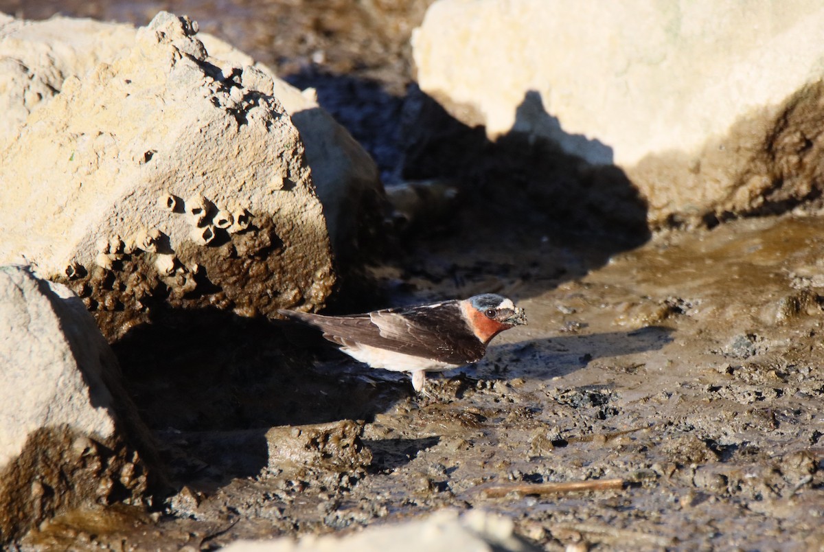 Cliff Swallow - ML616843948